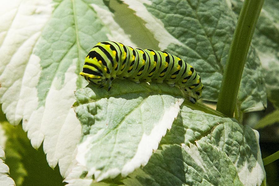 Black Swallowtail Catterpillar